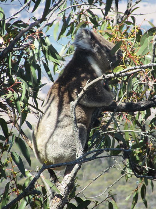 Koala at Mt Gorrin