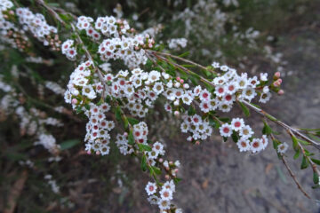 Flowers in the Grampians